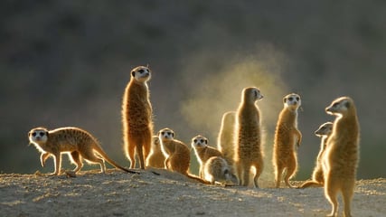 Tswalu-Kalahari-Suedafrika-Reisen-mit-Kindern-Erdmaennchen