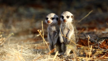 Tswalu-Kalahari-Suedafrika-Suedafrika-als-Familie-Erdmaennchen