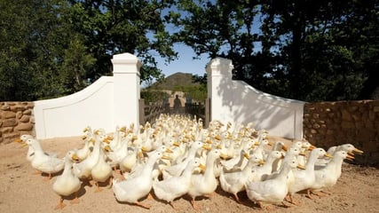 babylonstoren-farm-hotel-ducks