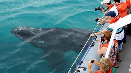 grootbos-private-nature-reserve-afrika-whale-watching-exklusiv-the-family-project-kinderfreundlich-familie-luxus-reisen