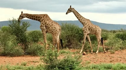 molori-safari-lodge-madikwe-sudafrika-afrika-privatbild33
