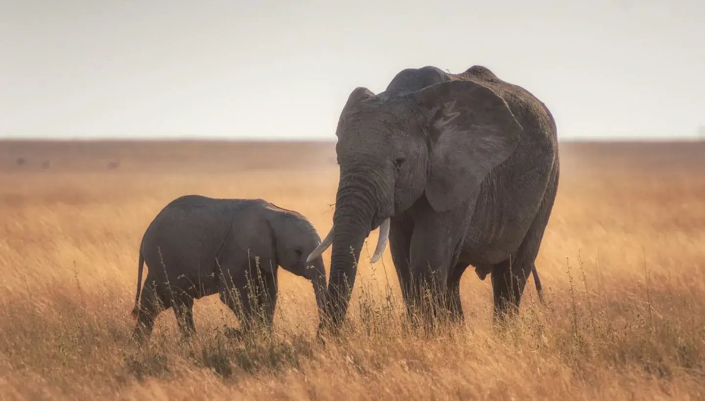 12 tansania elefanten serengeti
