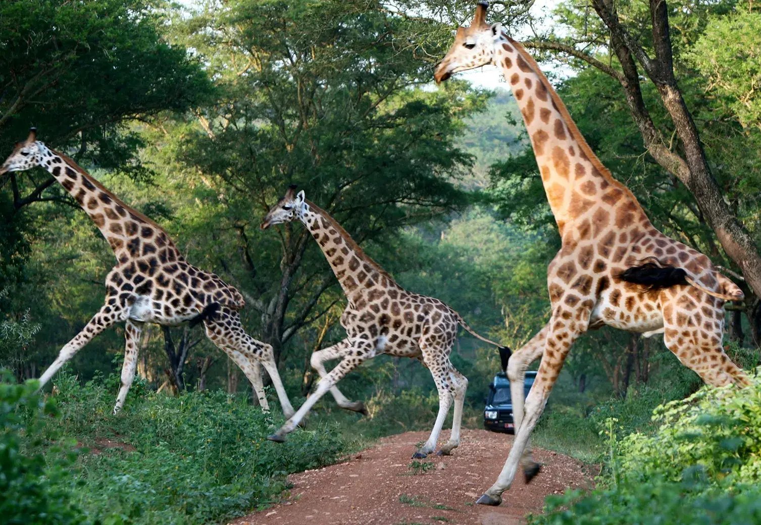 laufende Giraffen
