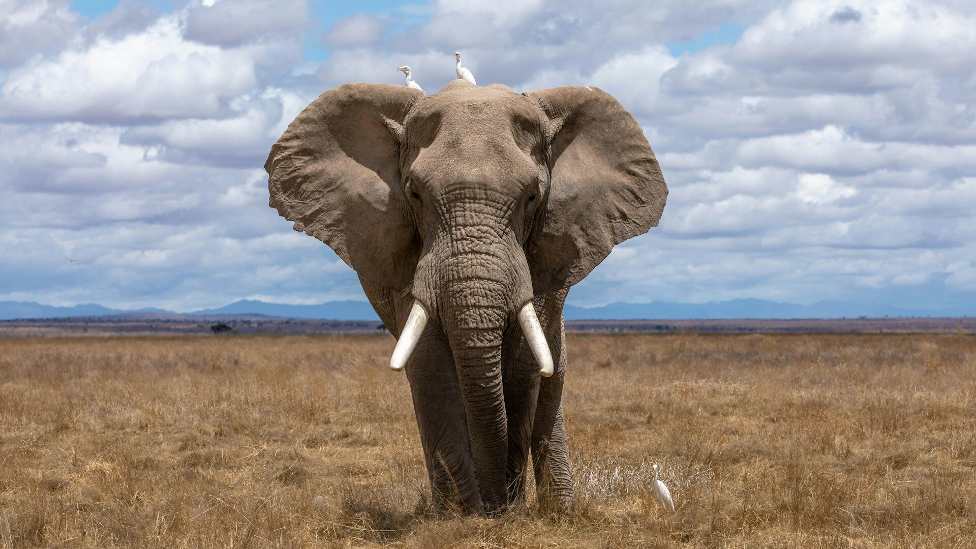 Mächtiger Elefant steht frontal vor der Kamera.