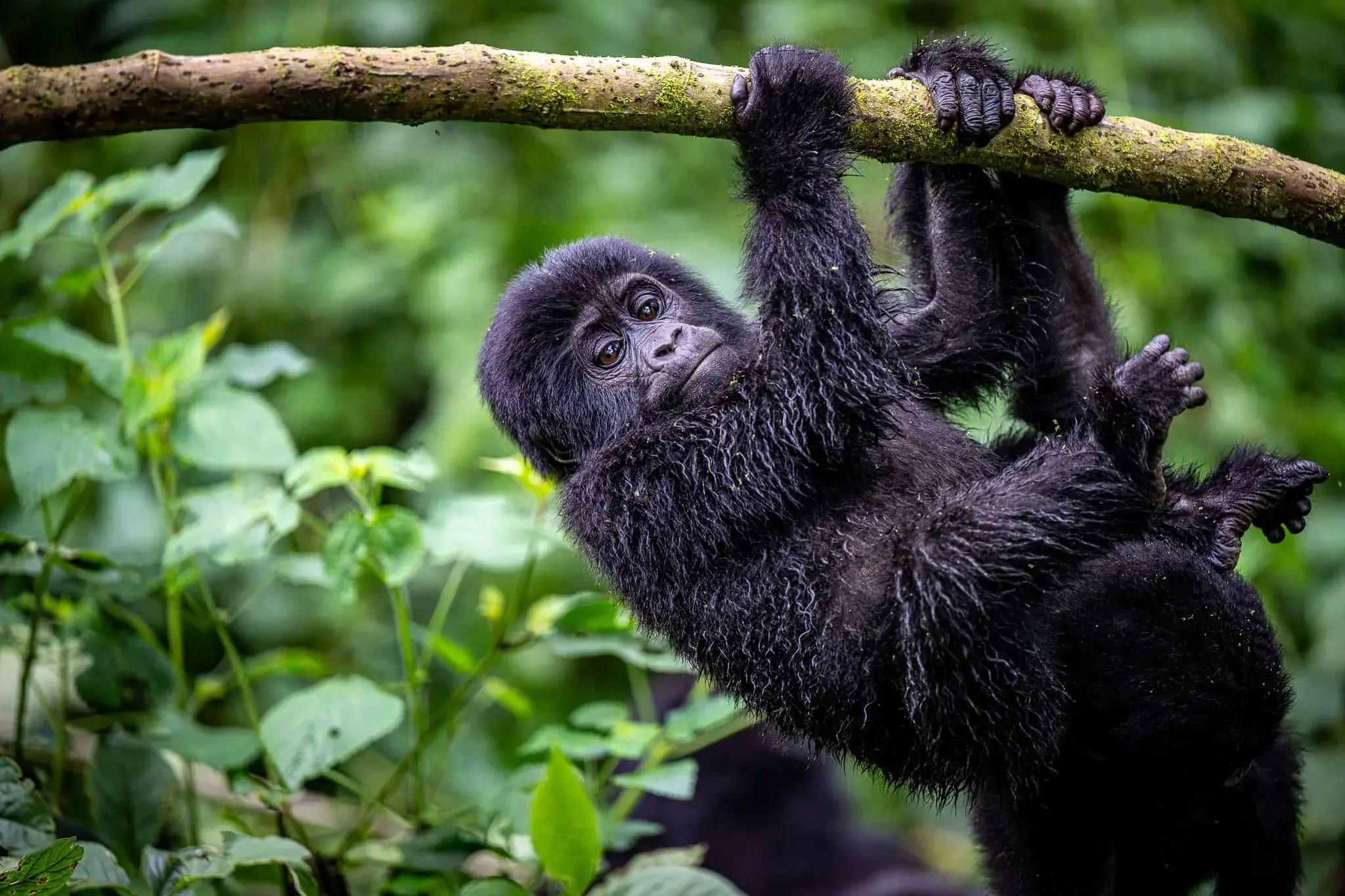 Ein junger Gorilla hängt in einem Urwald an einem Ast.