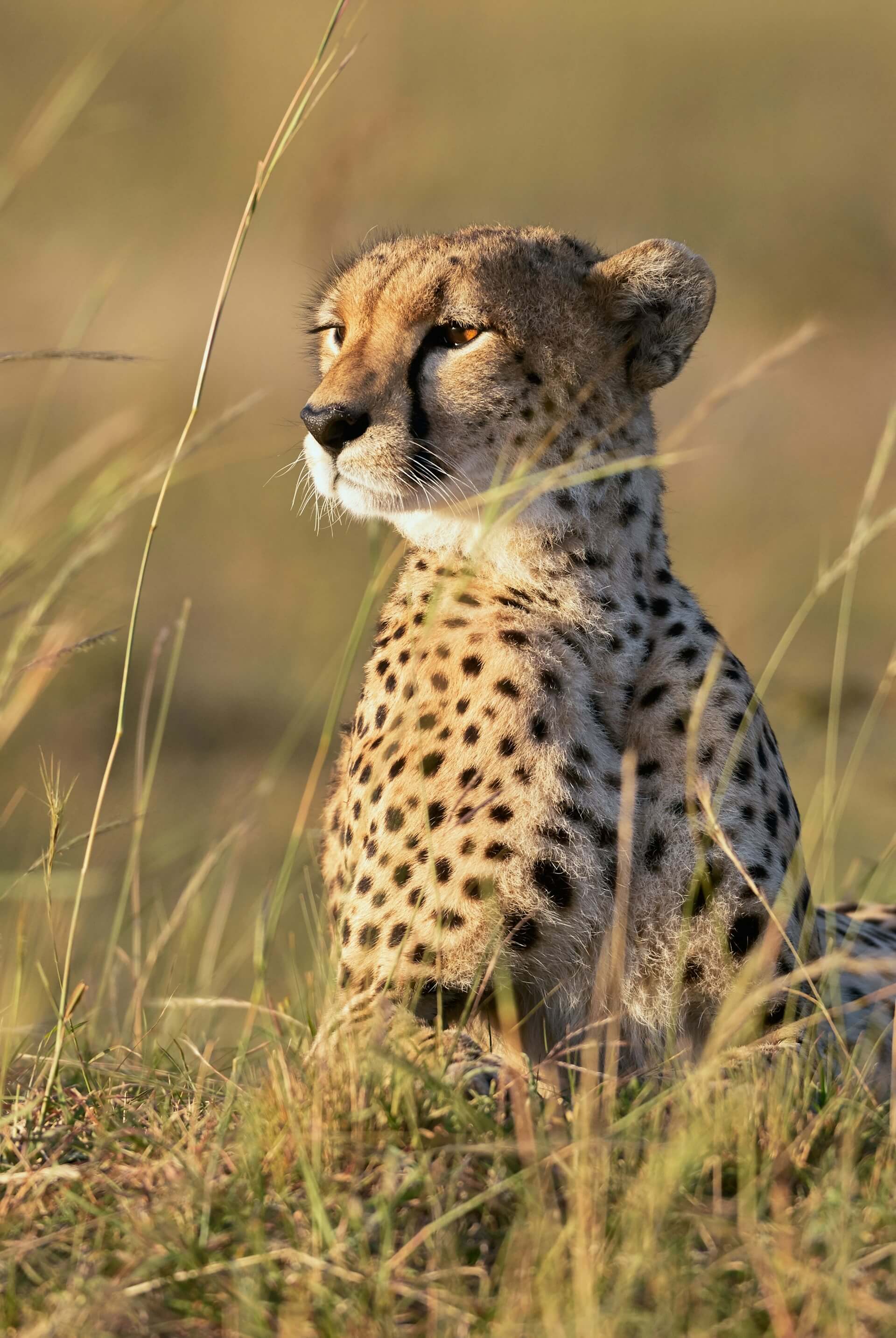 Gepard sitzt in der Savanne und beobachtet etwas.