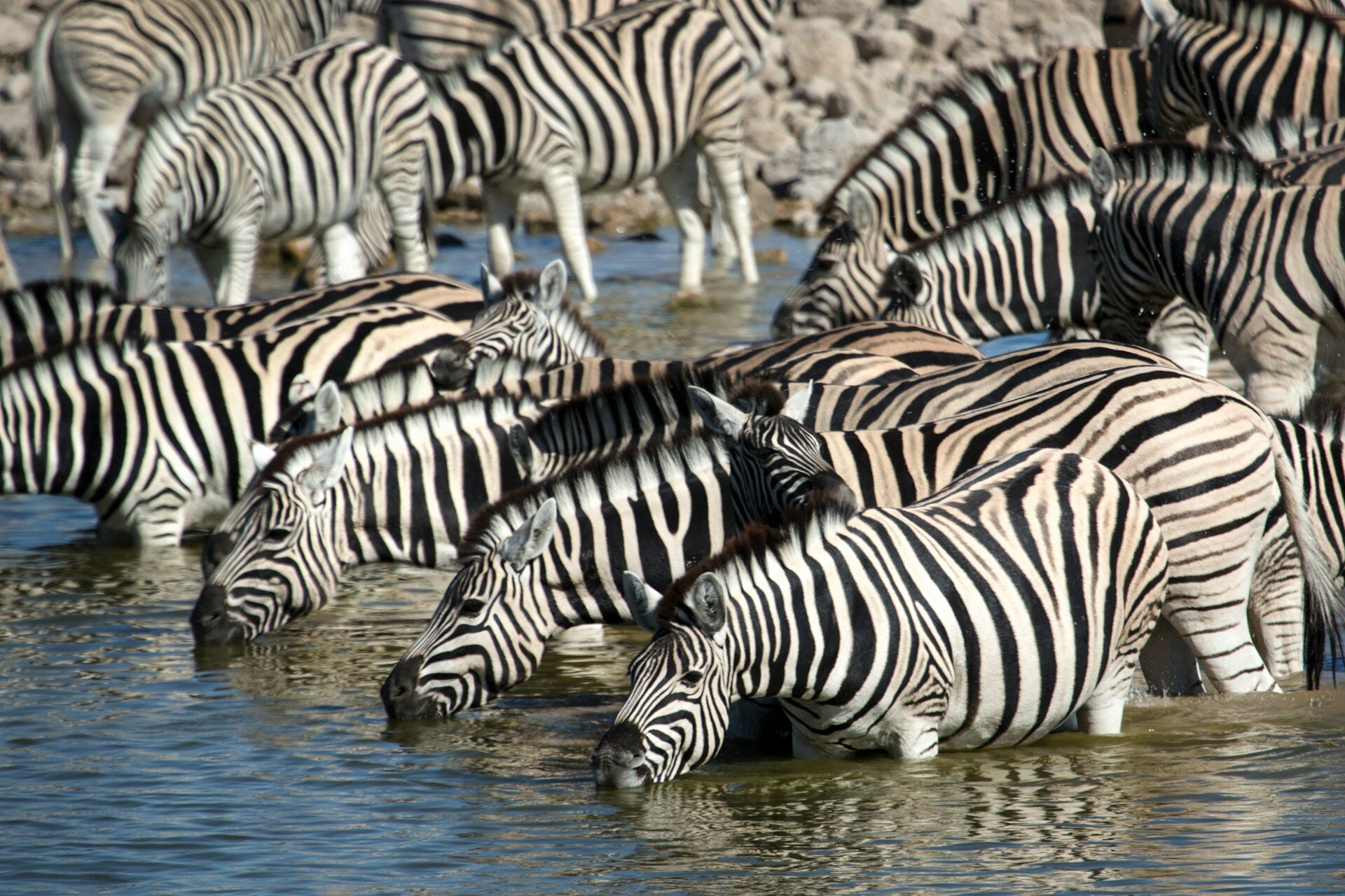 Eine Herde Zebras trinkt an einer Wasserstelle.