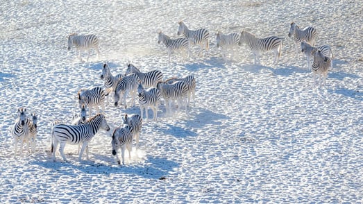 Eine Herde Zebras in der weißen Makgadikgadi Pans in Botswana