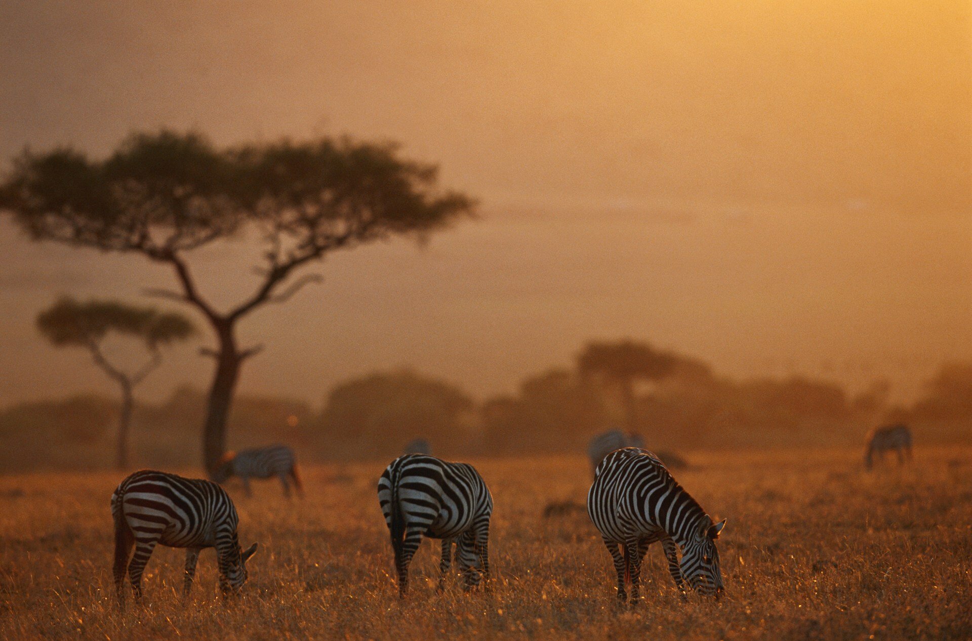 Zebras grasen bei Sonnenaufgang in der malerischen Kulisse der Masai Mara.