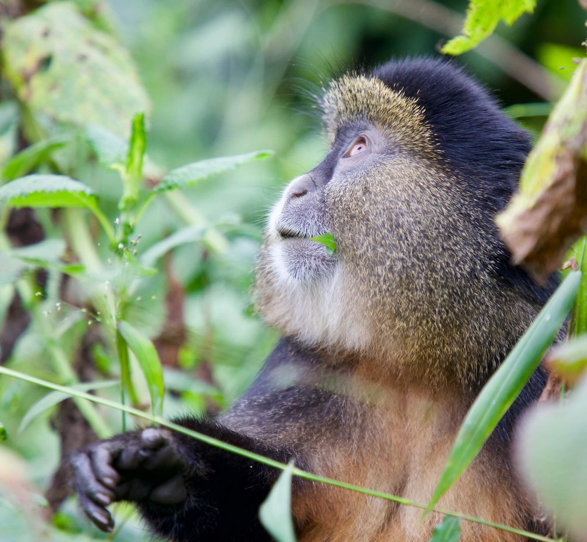 Nyungwe-Forest-Ruanda-Familienluxusreisen