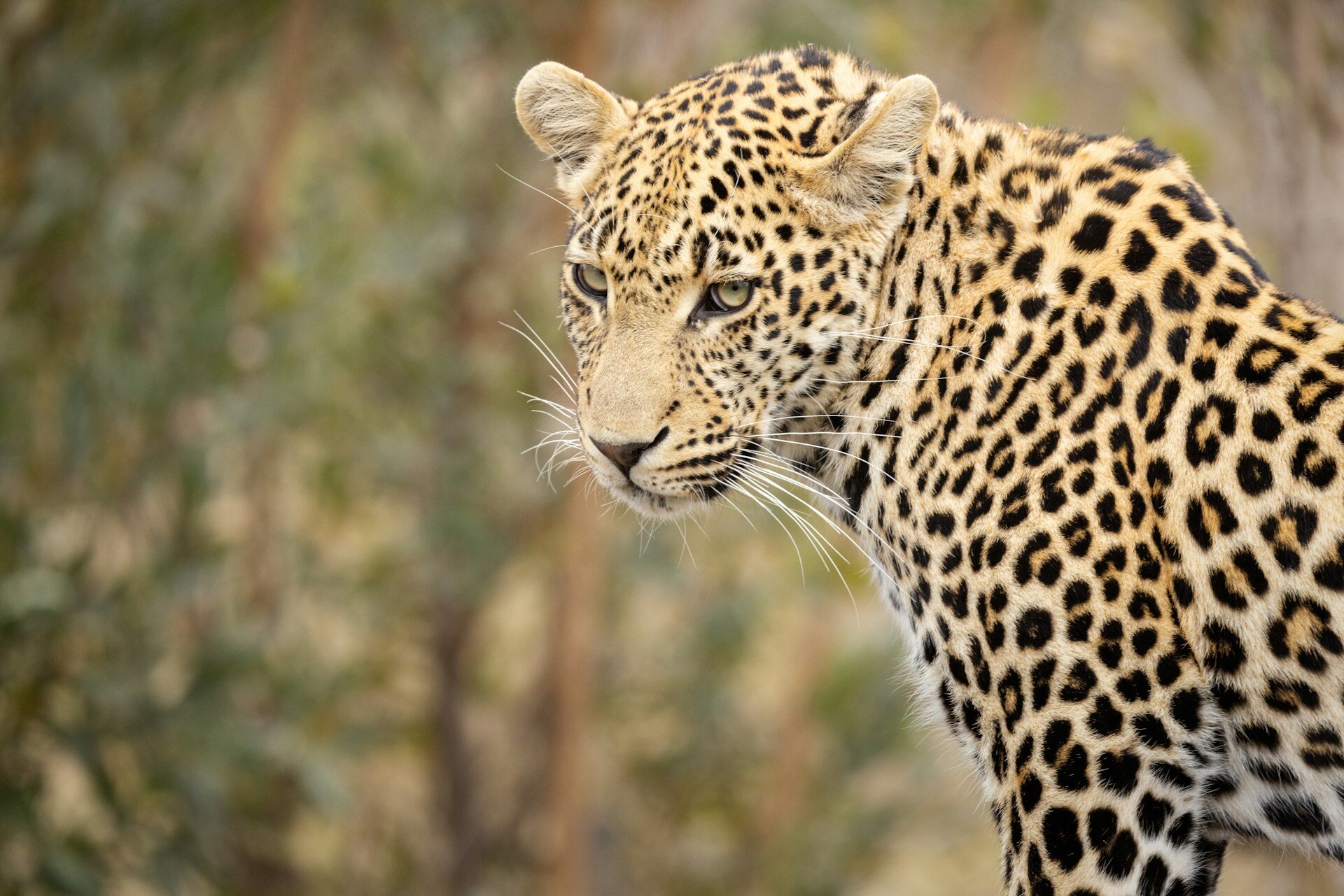 Leopard blickt zur Seite und betrachtet etwas.