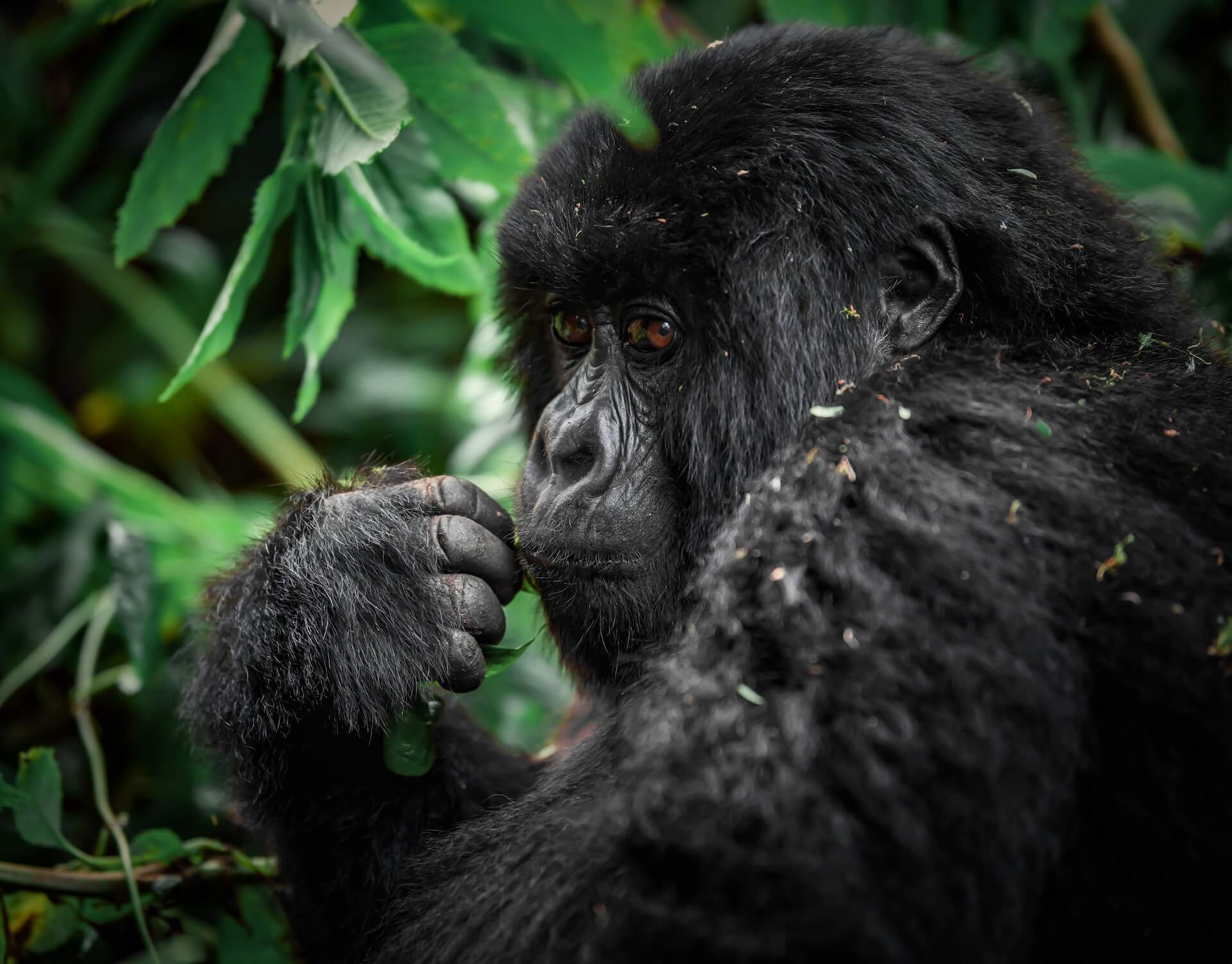 Volcanoes-National-Park-Ruanda-Familienluxusreisen