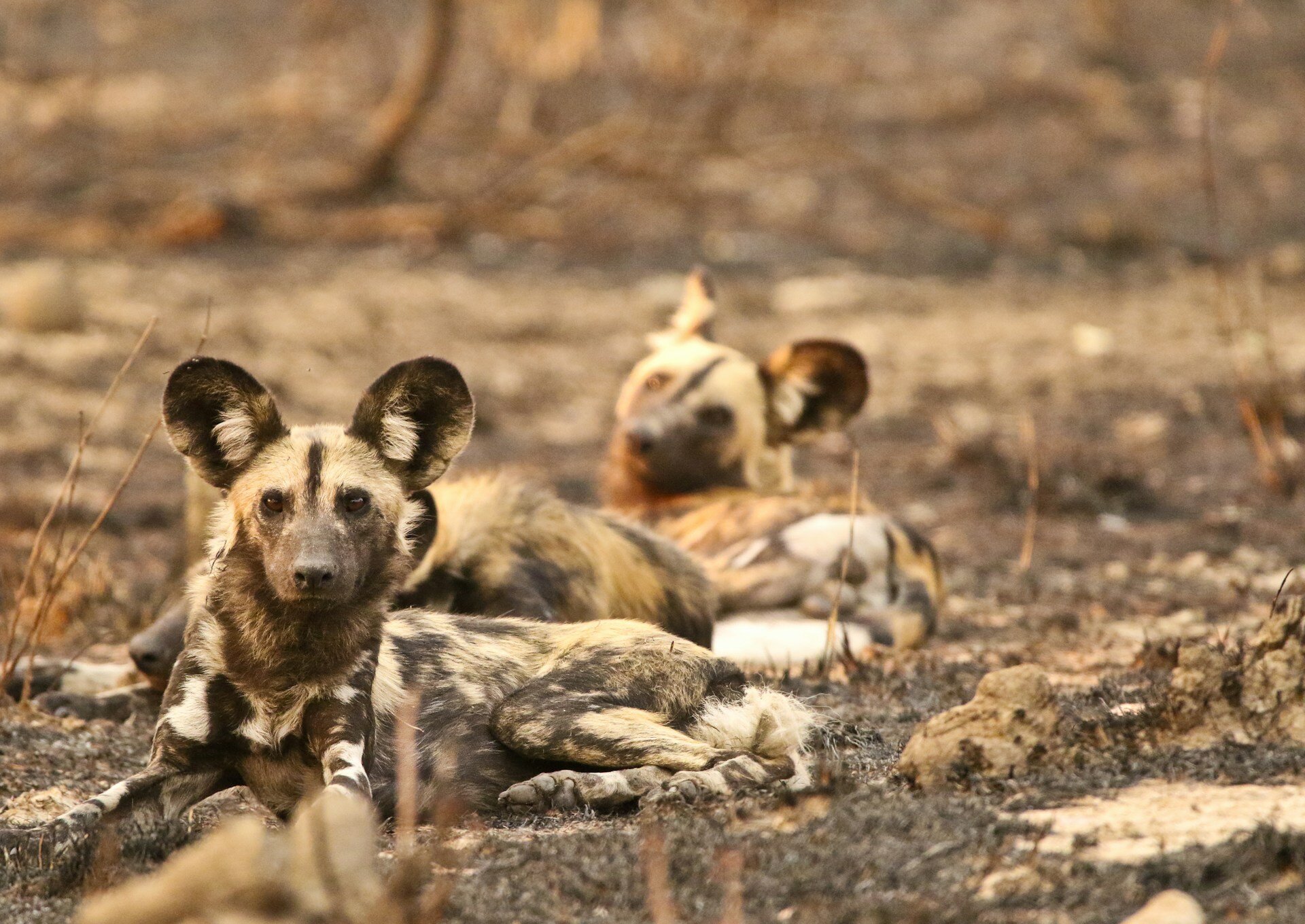 Zwei Afrikanische Wildhunde liegen auf dem Boden.