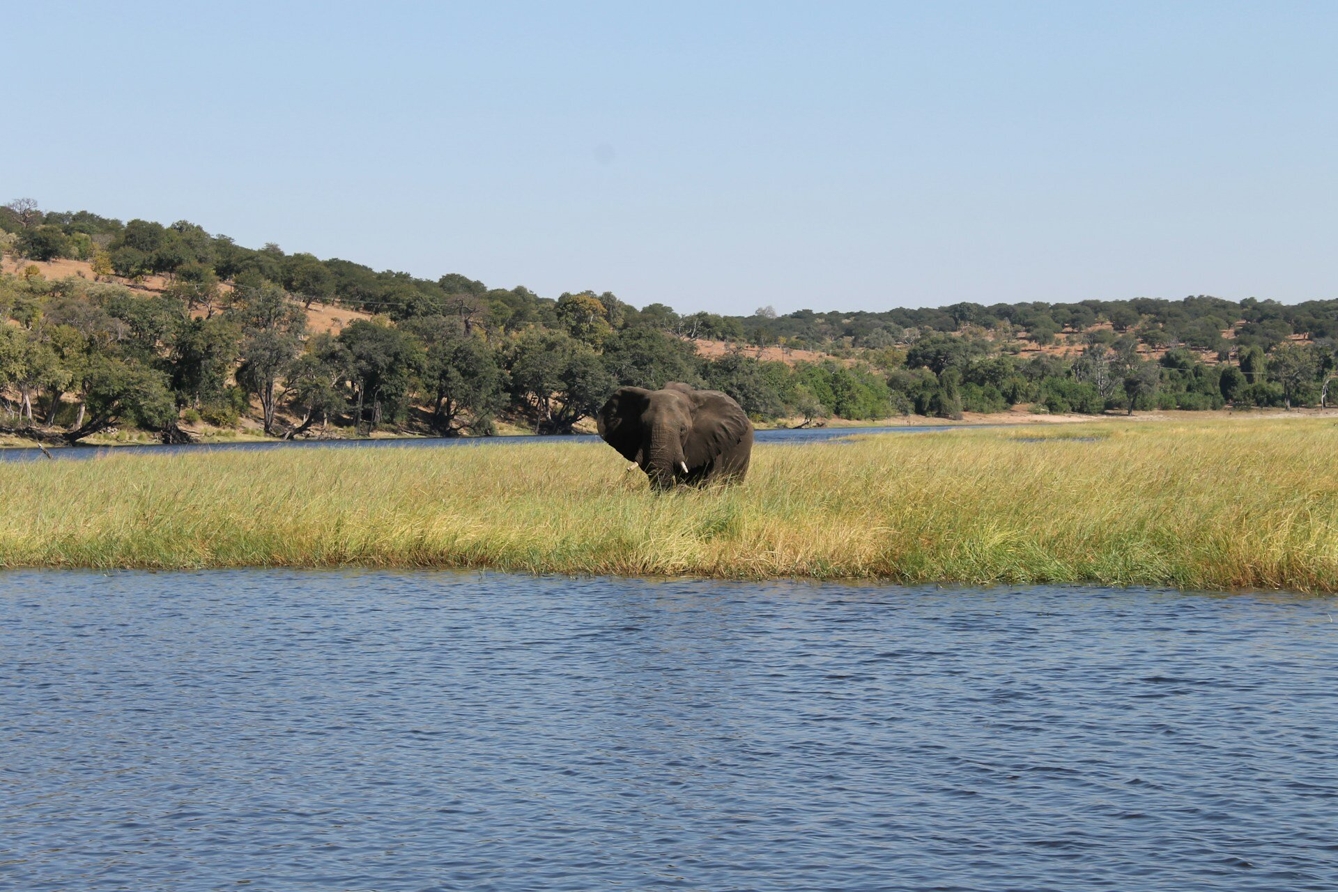 Elefant überquert Fluss