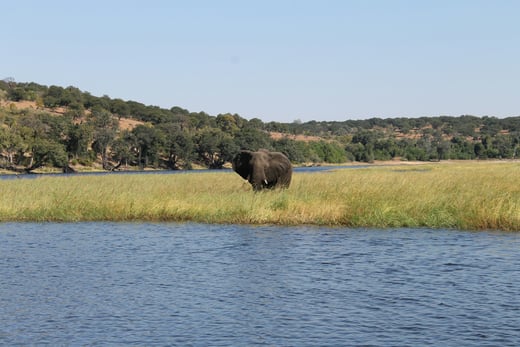 Elefant überquert Fluss