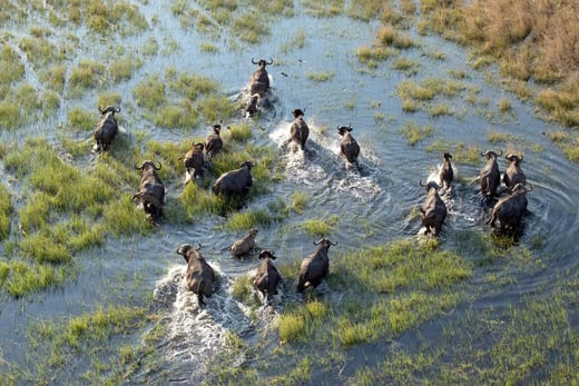 linyanti safari urlaub fuer familienluxusreise
