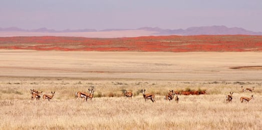 namib desert safari perfekt fuer familienluxusreise