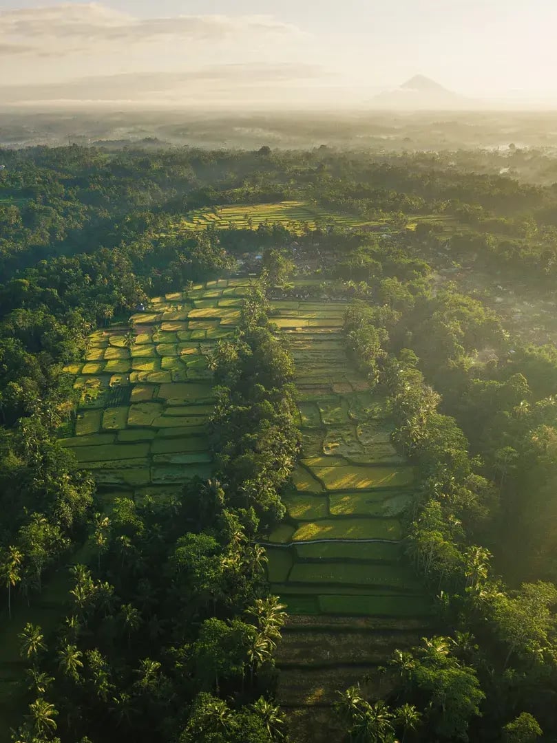 ubud reisterassen erlebnis bei familienluxusreise