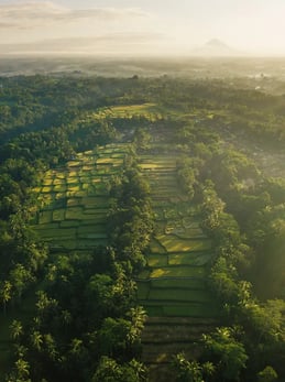 ubud reisterassen erlebnis bei familienluxusreise