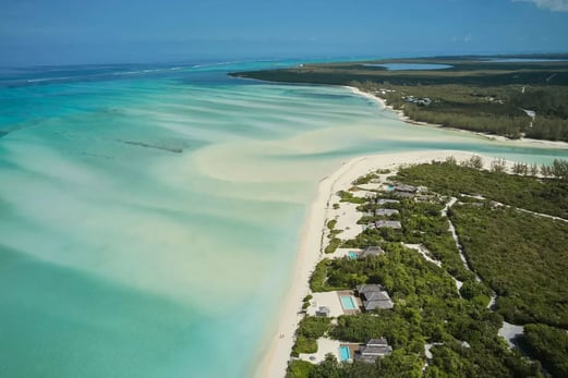 parrot cay caicos karibik
