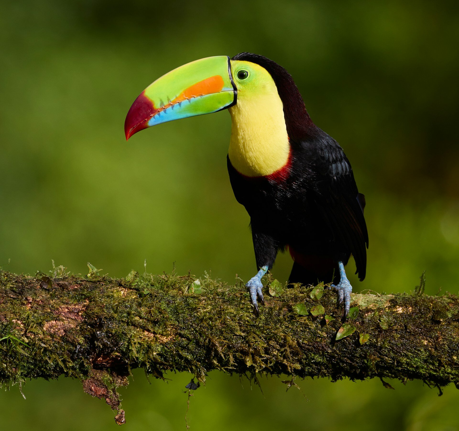 Bunter Vogel auf Ast