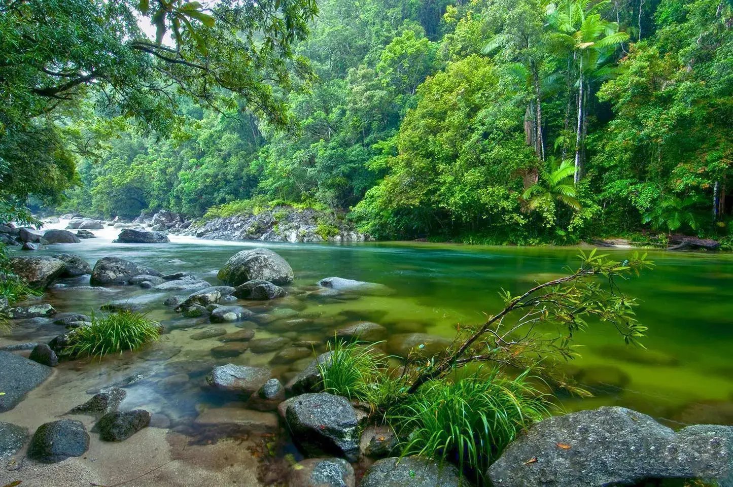 Daintree Regenwald mit Fluss