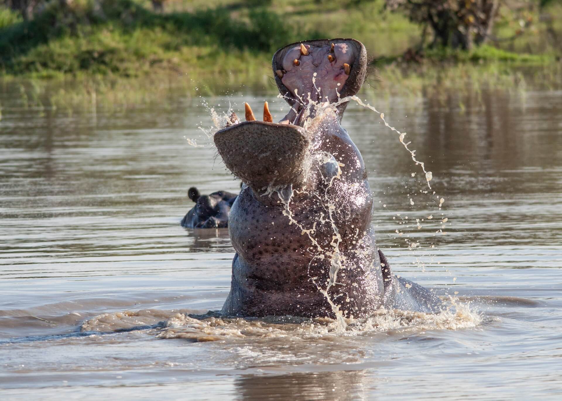 Nilpferd mit weit geöffnetem Maul in einem Fluss in Botswana.