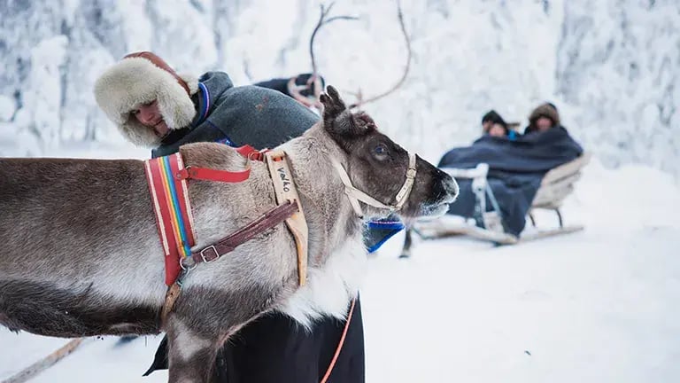 finnland lappland aktivität rehntier
