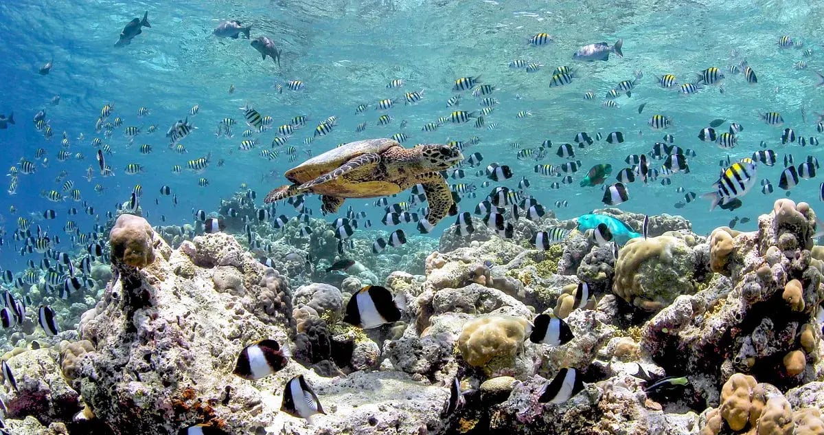 indischer ozean malediven schildkrote fische schnorcheln