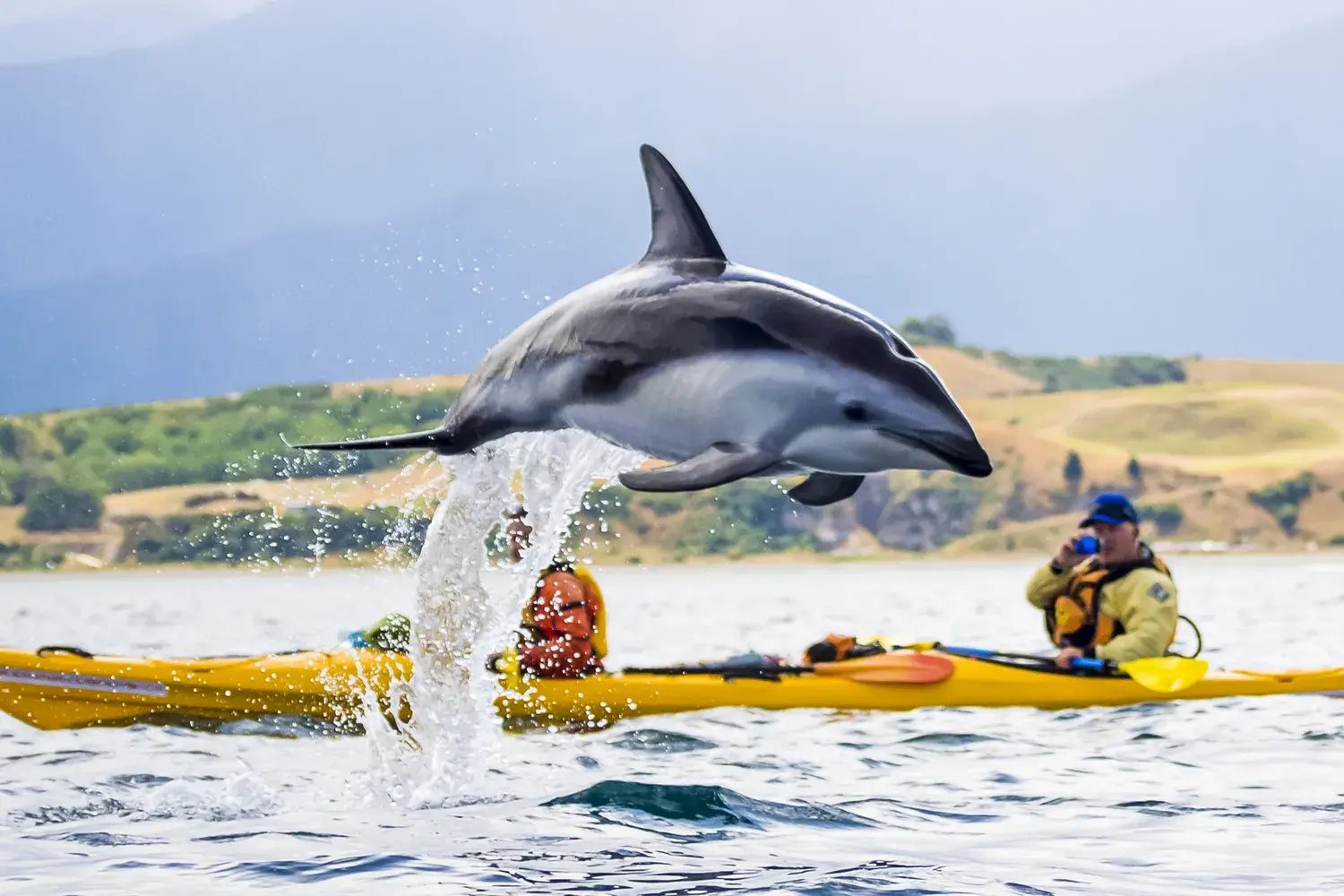 sudpazikik-hapuku-aktivitat-kayak-delphin