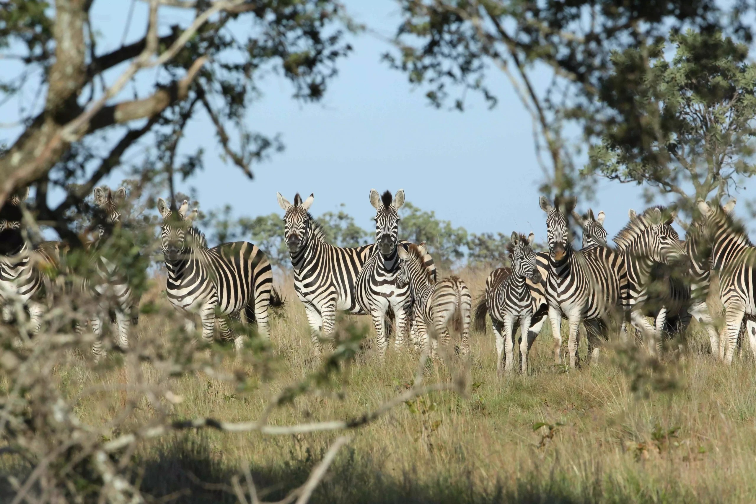 leobo-private-reserve-suedafrika-familienluxusreisen-thefamilyproject-zebras