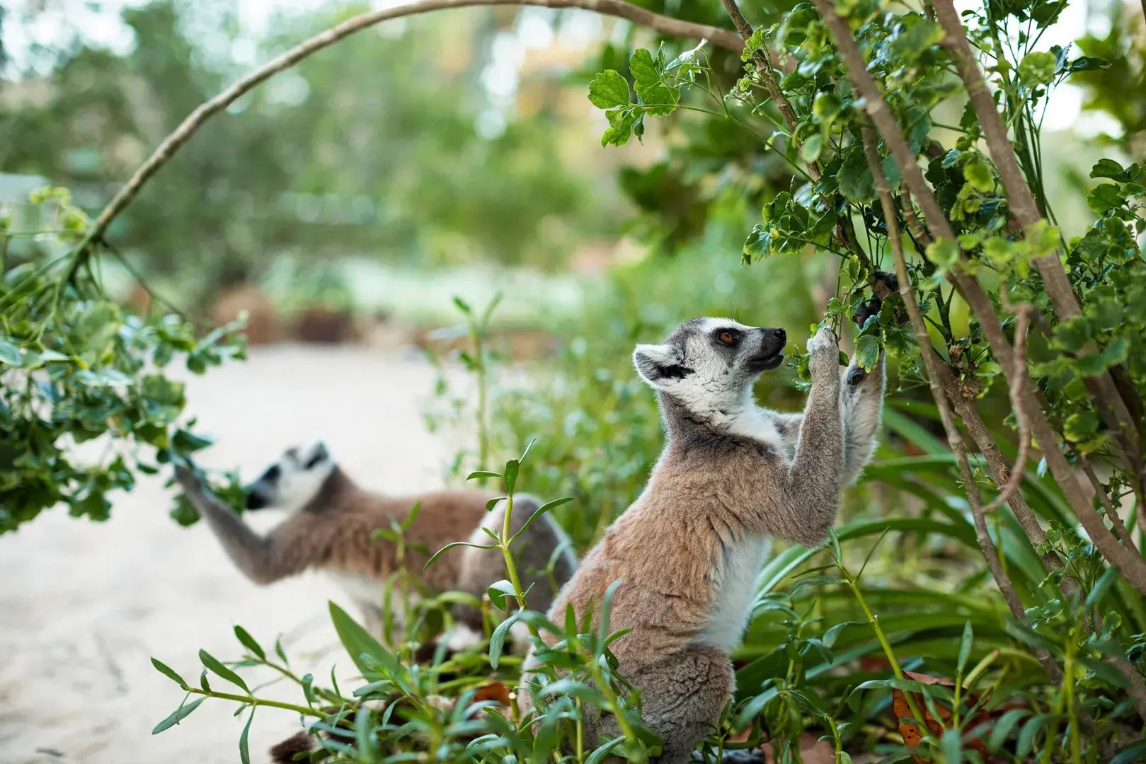 Necker Islands Tierbeobachtung