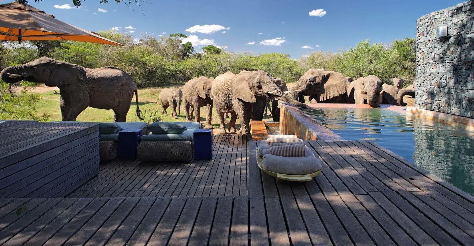 Phinda Homestead Elefanten direkt in der Lounge