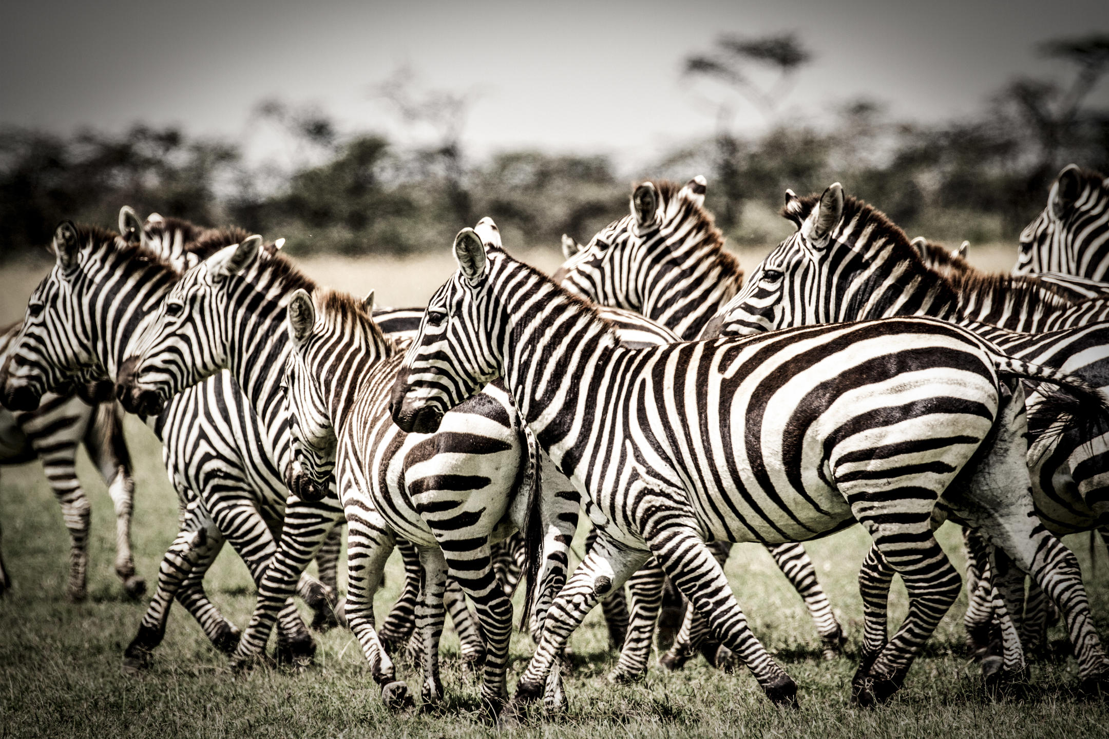 Segera Retreat Zebras Tiersichtungen 