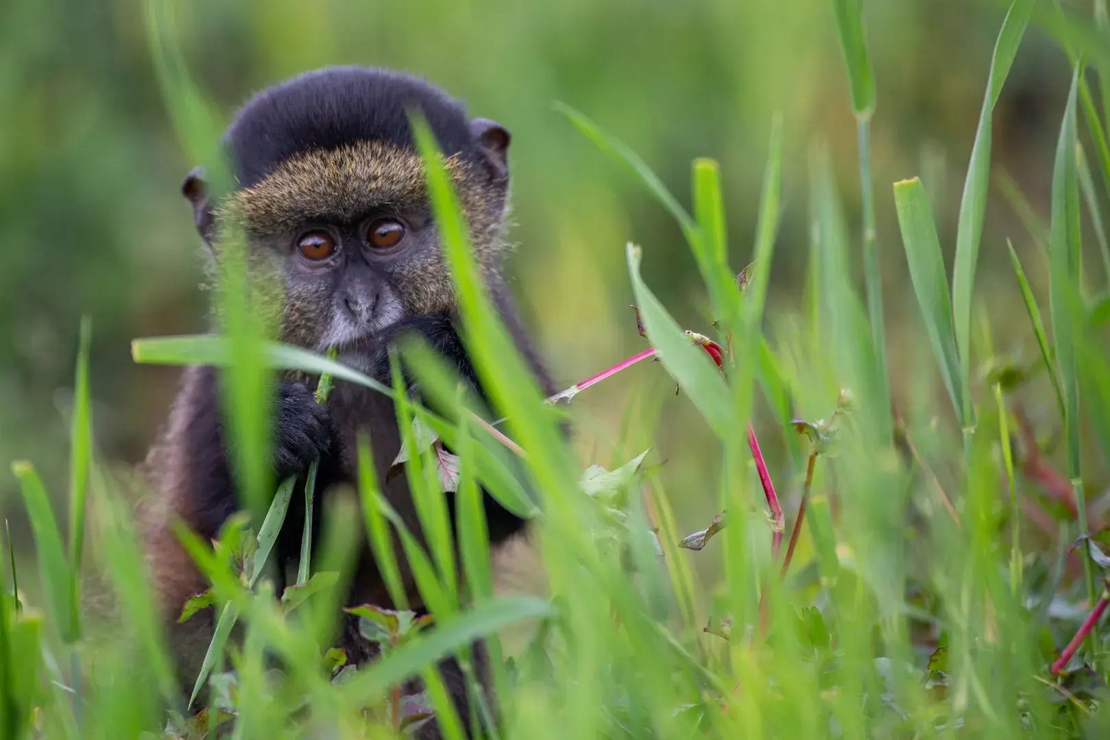 Singita Kataza Tiere in der freien Natur 