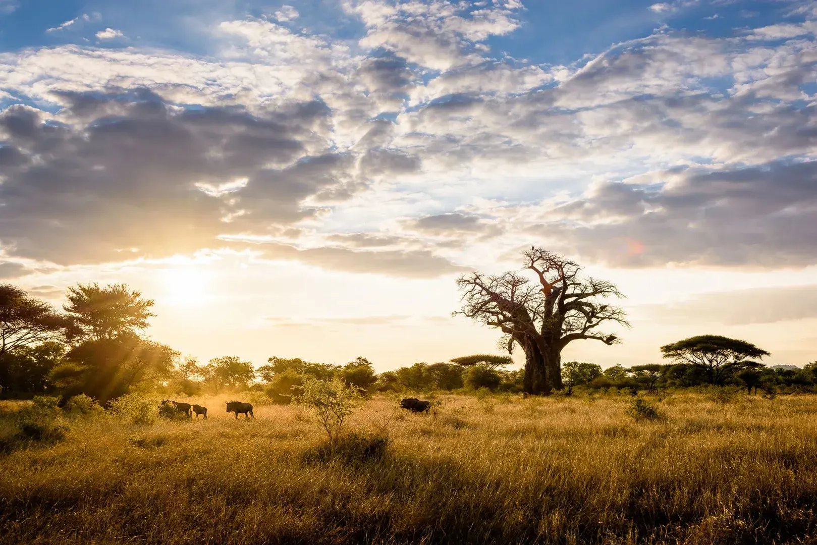 Singita Malilangwe atemberaubende Wildnis 