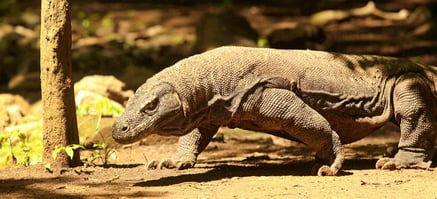 Alila-Purnama-Komodowaran