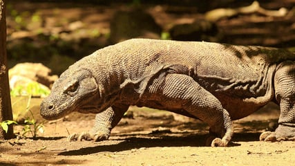 Alila-Purnama-Komodowaran