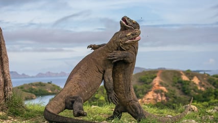 komodo-fight-familienluxusreisen-thefamilyproject