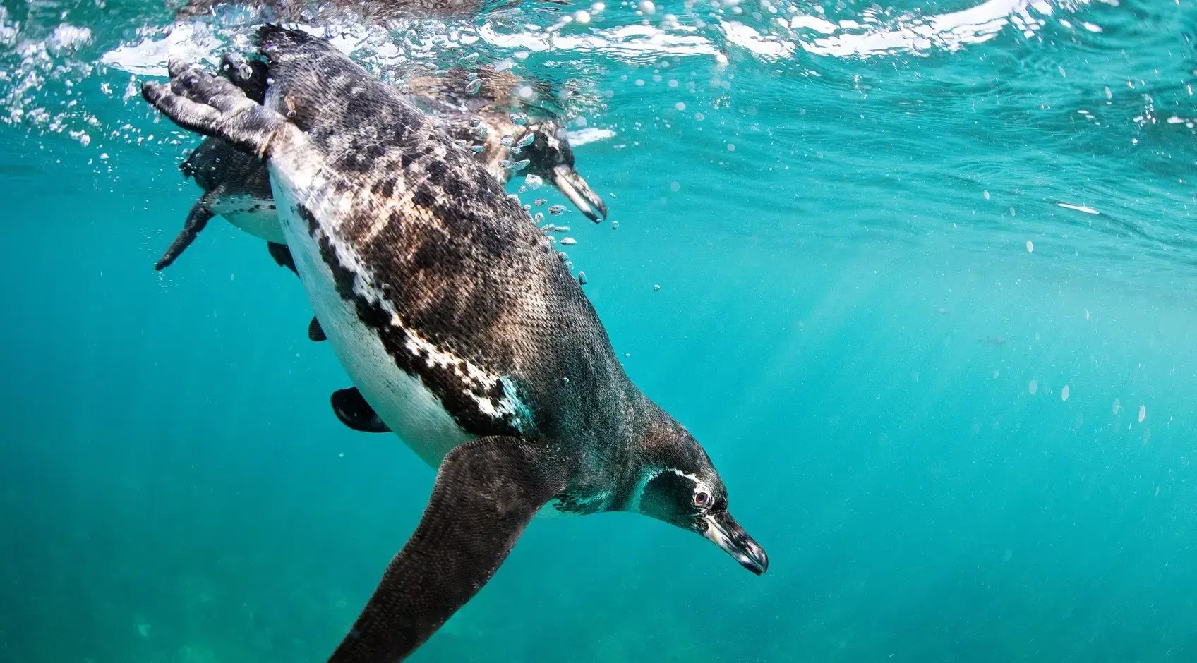 Silversea Galapagos Pinguin im Meer