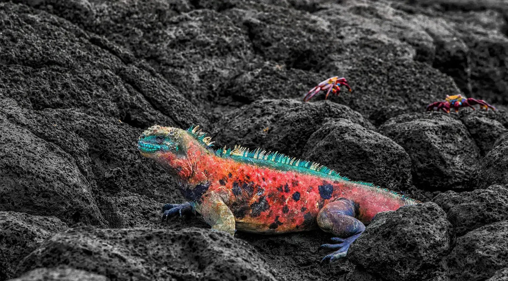 Silversea Galapagos Tiere am schwarzen Strand 
