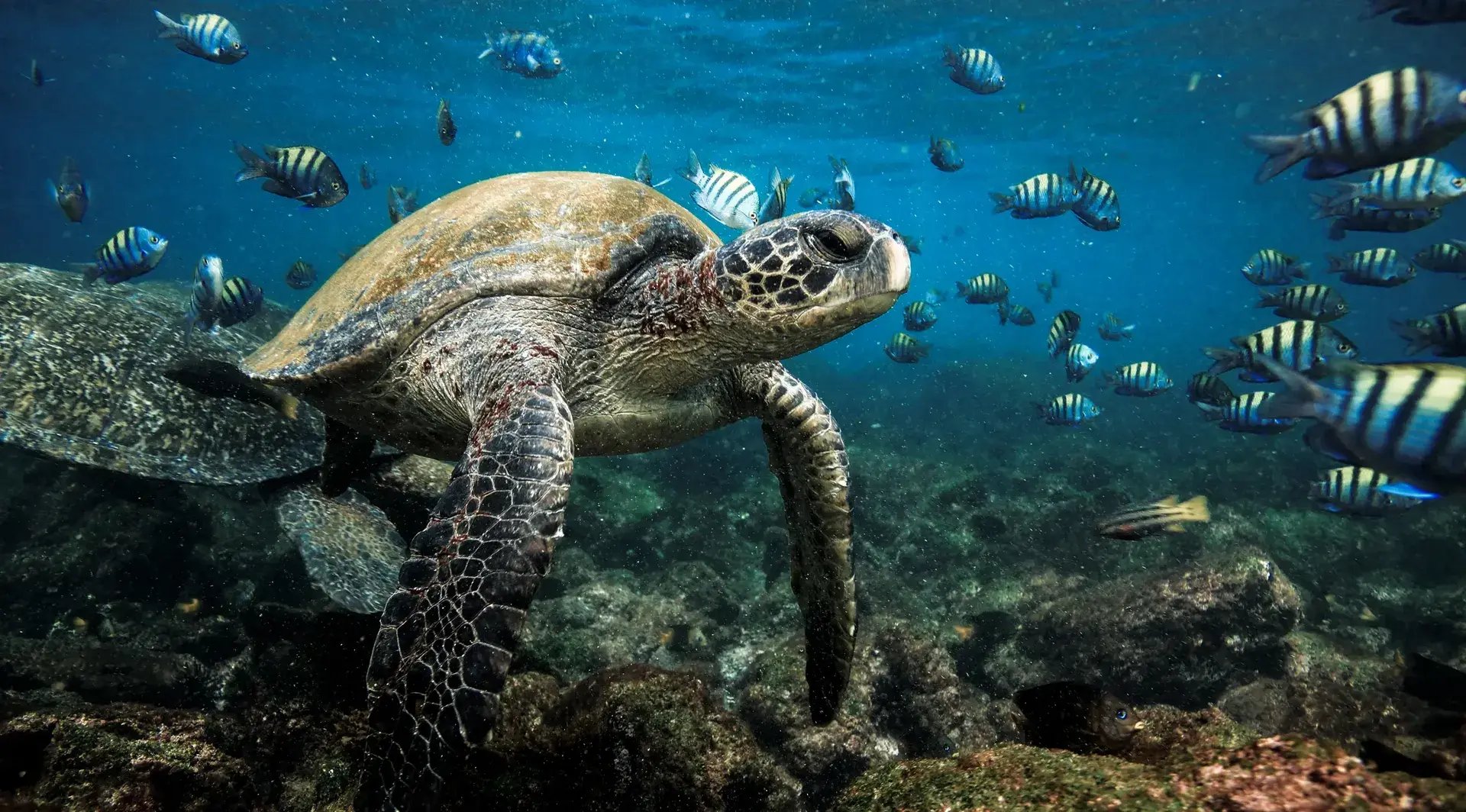 Silversea Galapagos See Schildkröte