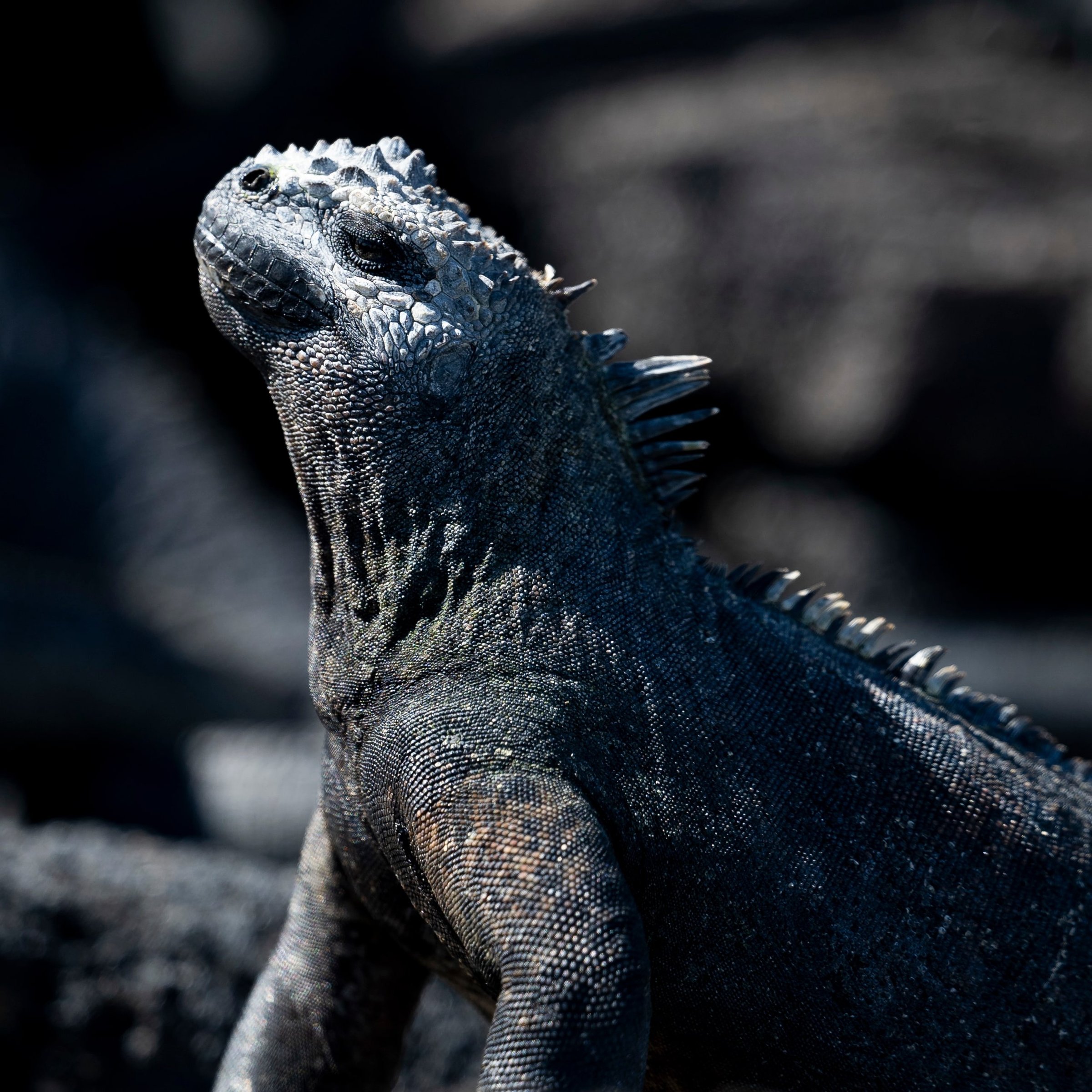 andbeyond-galapagos-explorer-ecuador-familienluxusreisen-thefamilyproject-iguana