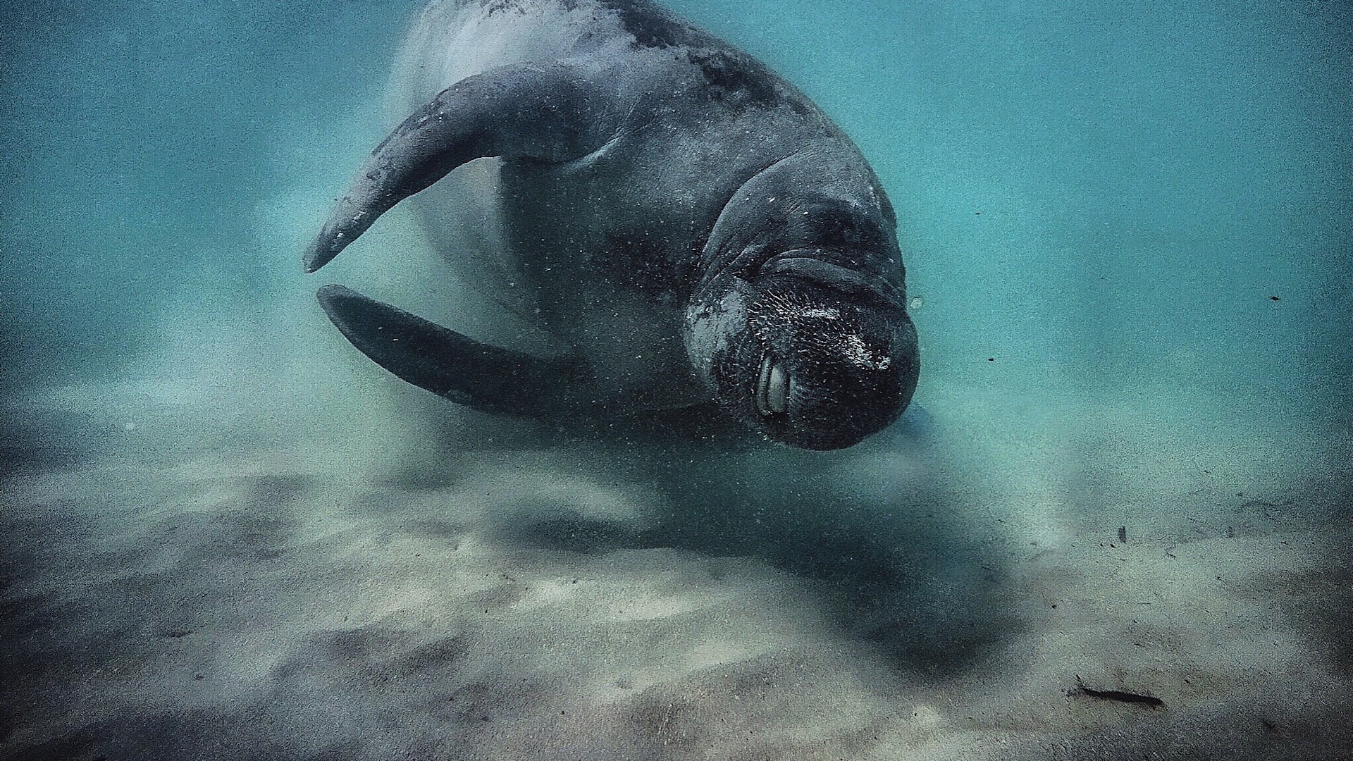 andbeyond-galapagos-explorer-ecuador-familienluxusreisen-thefamilyproject-manatee