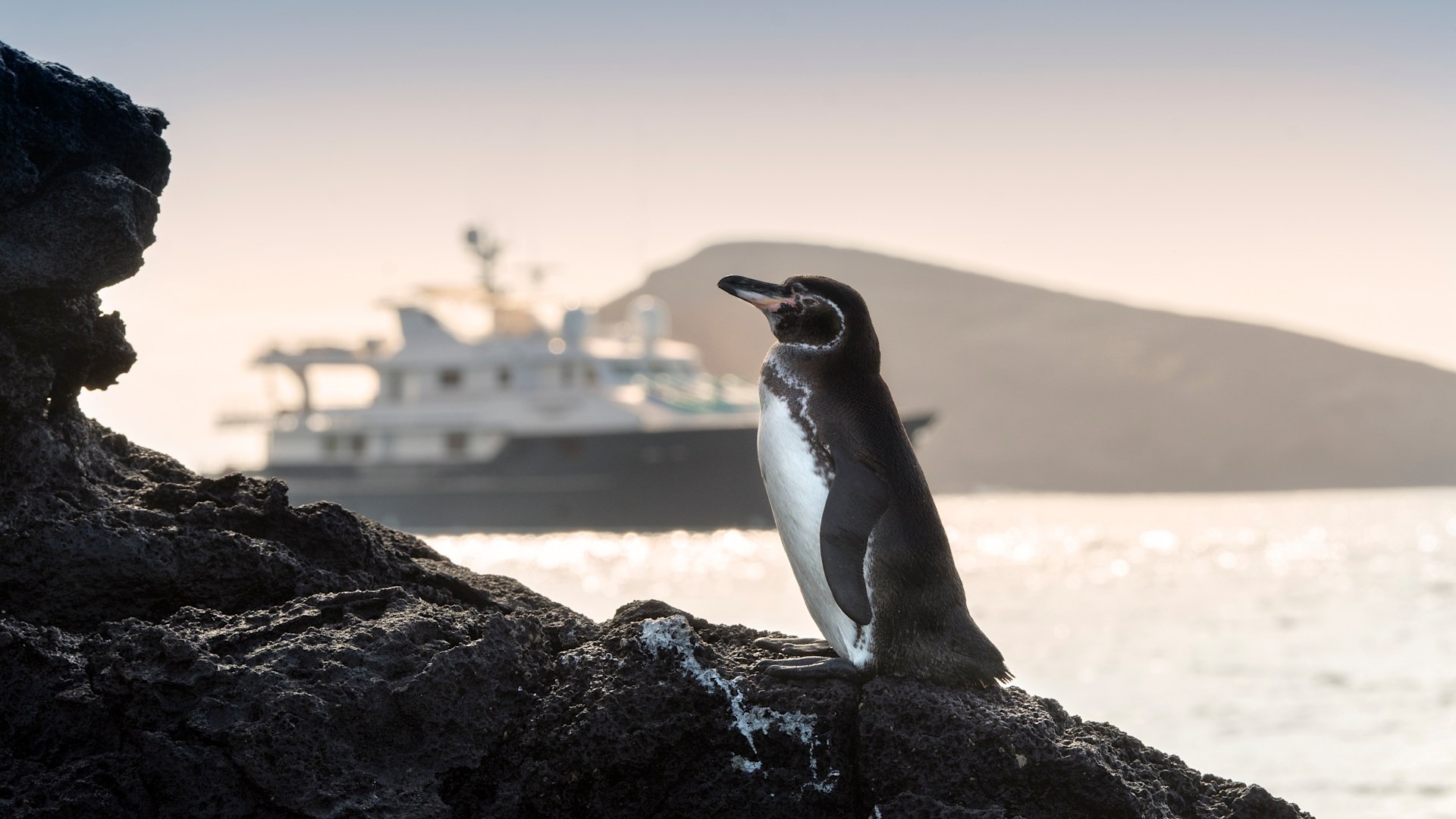 andbeyond-galapagos-explorer-ecuador-familienluxusreisen-thefamilyproject-pinguin