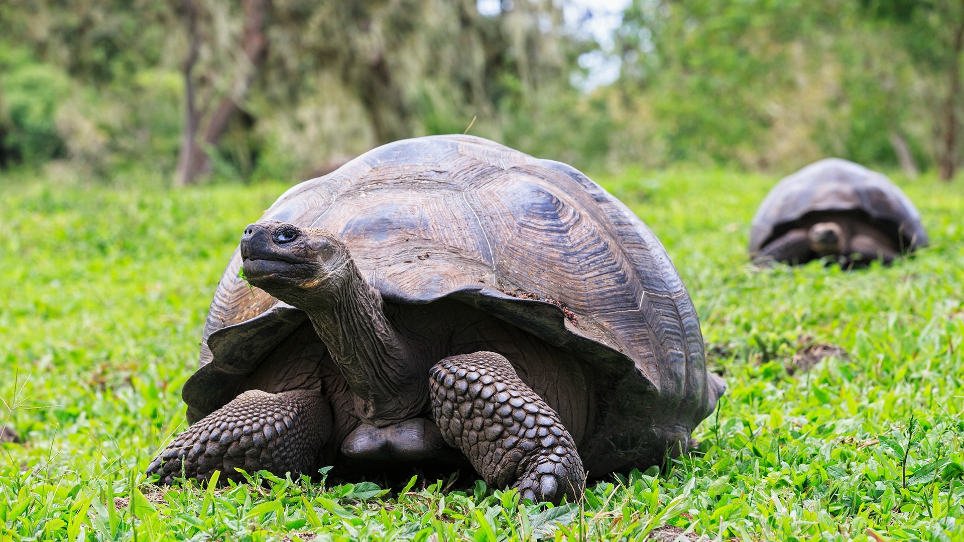 andbeyond-galapagos-explorer-ecuador-familienluxusreisen-thefamilyproject-riesenschildkröte