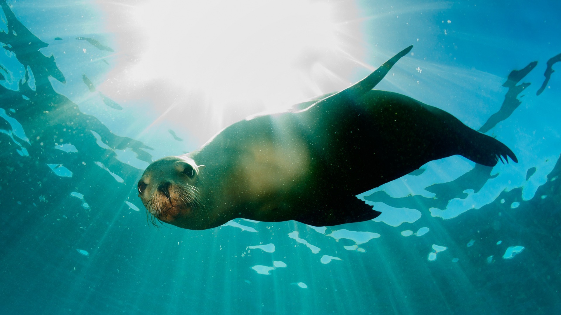 andbeyond-galapagos-explorer-ecuador-familienluxusreisen-thefamilyproject-robbe-im-wasser