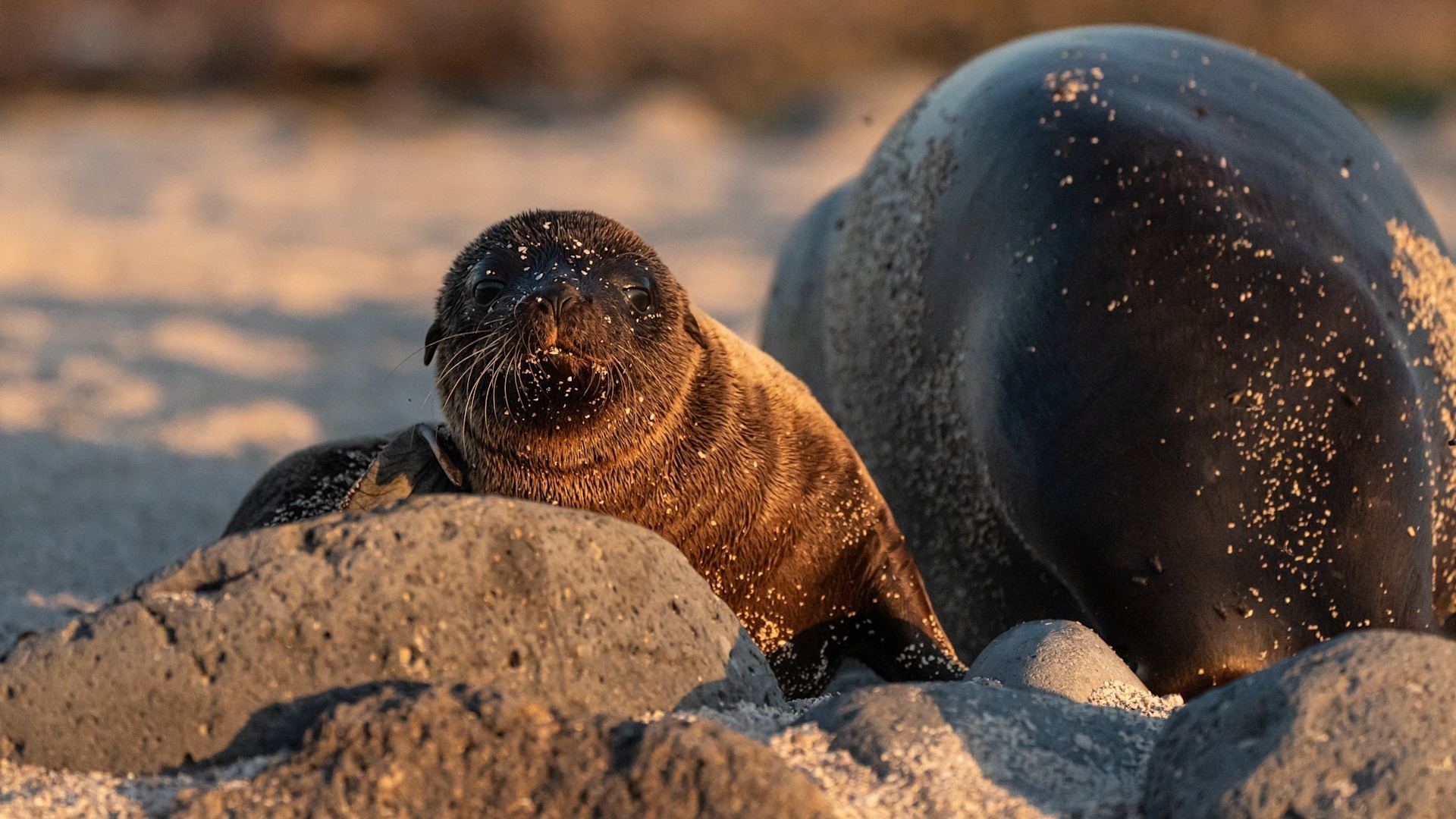 andbeyond-galapagos-explorer-ecuador-familienluxusreisen-thefamilyproject-seehundwelpe