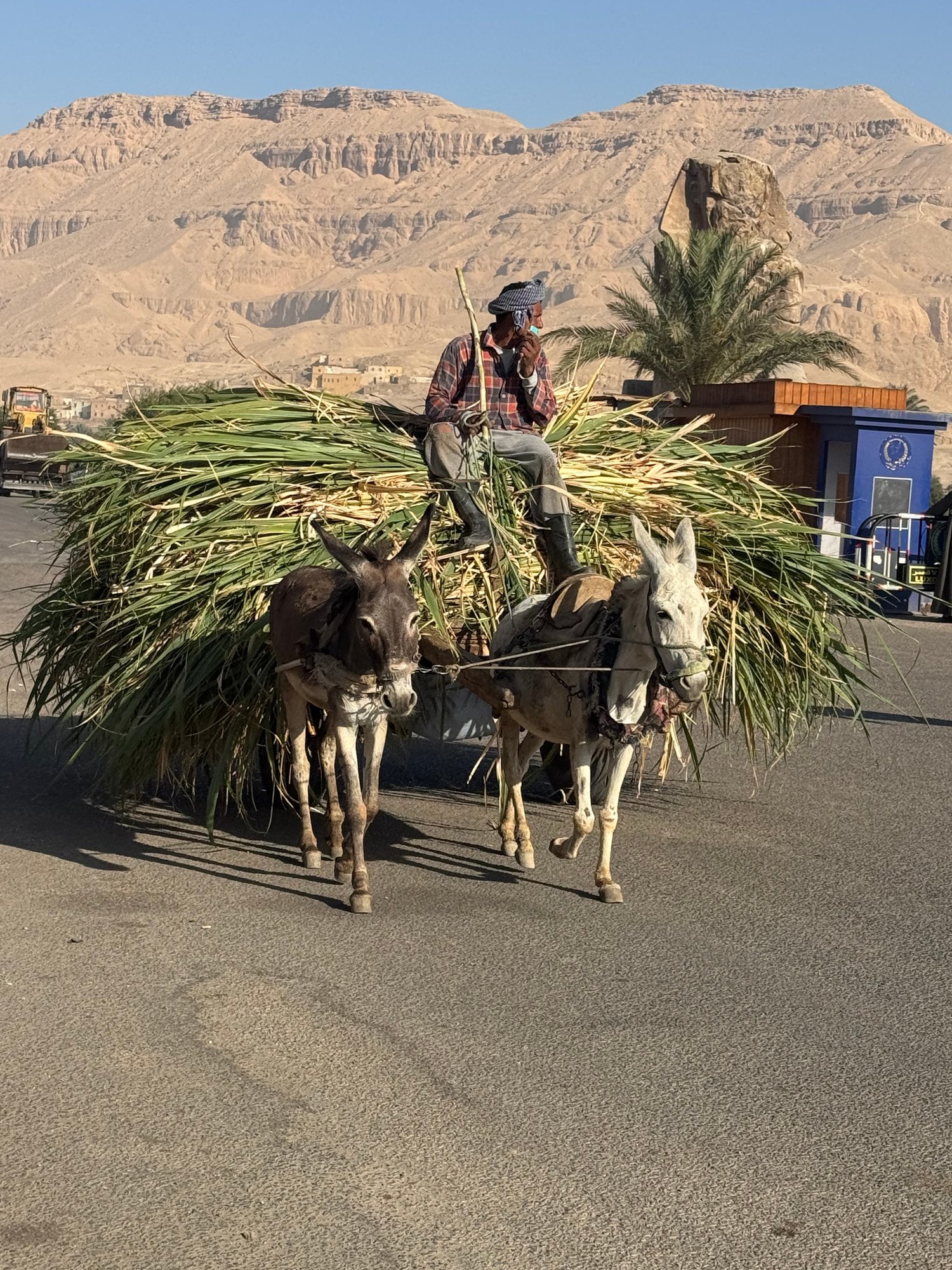 aegypten-reisebericht-anja-familienluxusreisen-thefamilyproject-palme