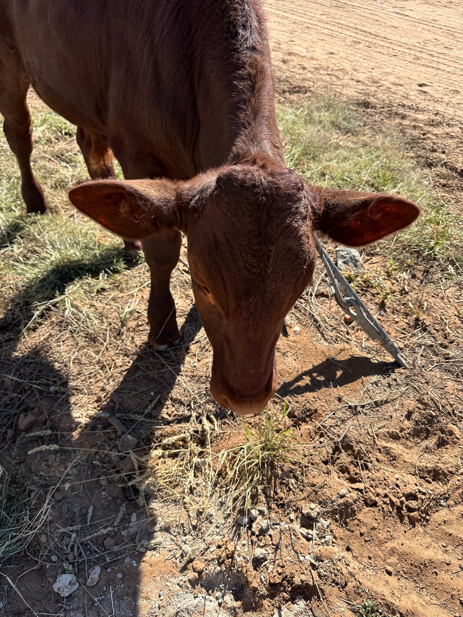 gmundnerlodge-namibia-thefamilyproject-familienluxusreisen-tiere